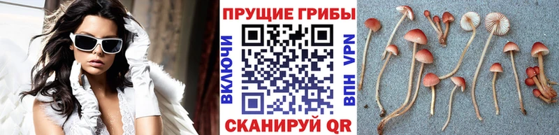 маркетплейс формула  Мариинский Посад  ссылка на мегу сайт  Галлюциногенные грибы GOLDEN TEACHER  закладки 